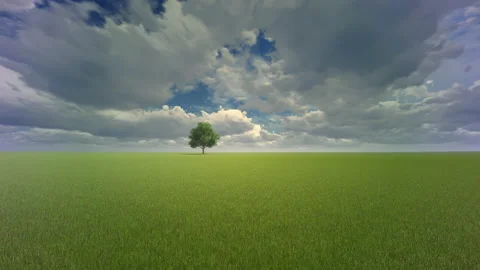 Solitary tree in the middle of the field clouds passing by very fast, 4K  Vidéo 167882931