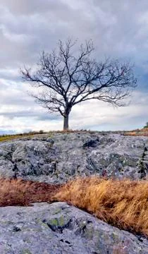 Solitary tree Stock Photos