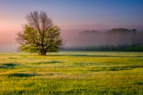 Solitary tree Stock Photos