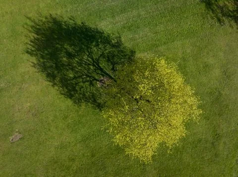 Solitary Tree Stock Photos