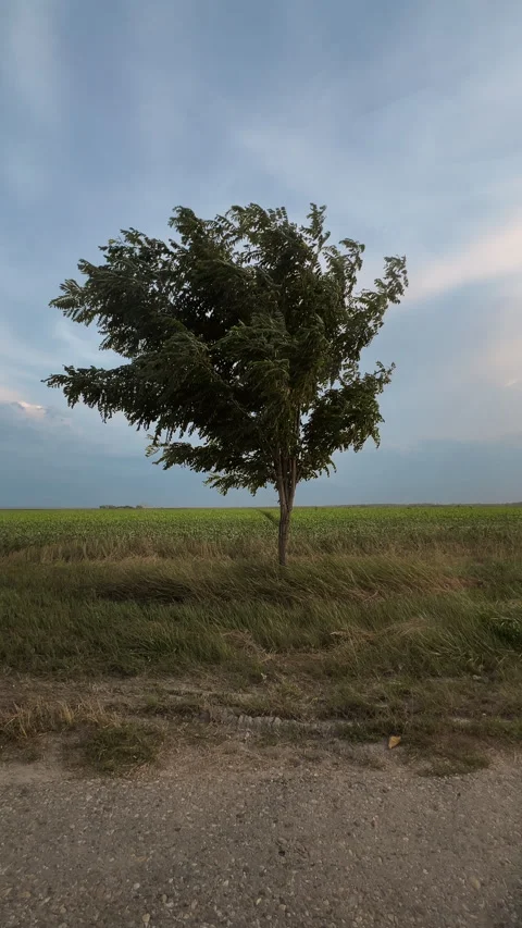 Solitary tree shaped by powerful wind standing in an open field under an ov.. Stock Footage 342948583