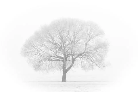 A Solitary Tree Standing Alone in a Beautiful Winter Landscape, Embraced by Stock Photos