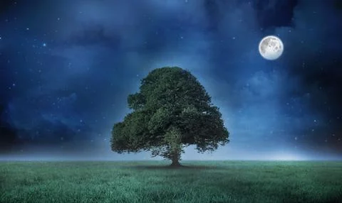 Solitary tree is standing in flat design meadow under starry night sky with Stock Illustration