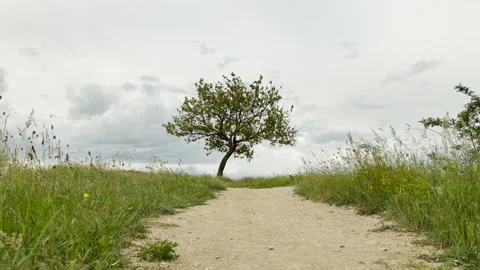 A solitary tree stands at the end of a dirt path in a meadow Stock Footage 336090401