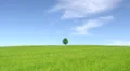 Solitary tree, summer landscape HD Footage