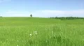 Solitary tree, summer landscape HD Footage