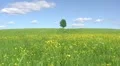 Solitary tree, summer landscape HD Footage