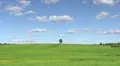Solitary tree, summer landscape HD Footage