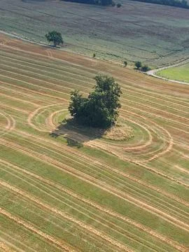 Solitary tree surrounded by circular tractor tracks in farmland Fotos de archivo
