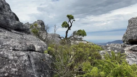 Solitary tree in on Table Mountain, Cape Town, South Africa. Video stock 336648111