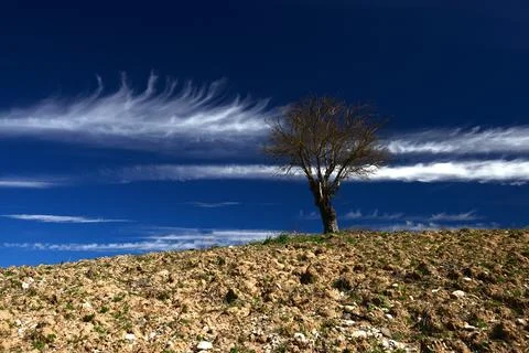 Solitary Tree Under Dramatic Flame-Like Cloud Formations Stock Photos