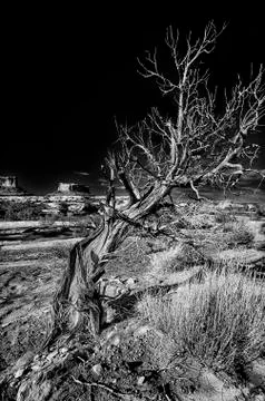 Solitary Tree in the Utah Desert Stock Photos