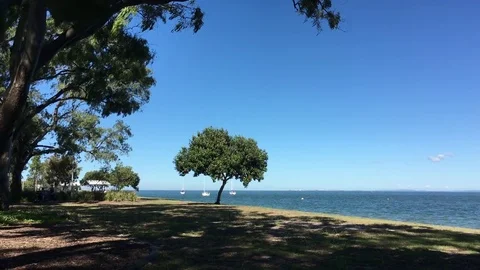 Solitary Tree By The Water Stock Footage 75803522