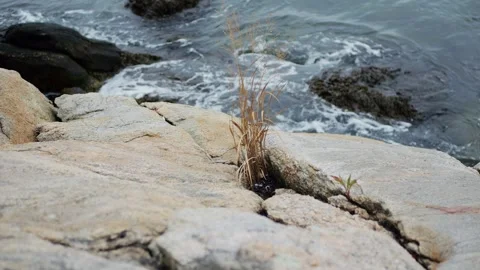 A solitary tuft of grass grows between weathered rocks... Stock Footage 317702634