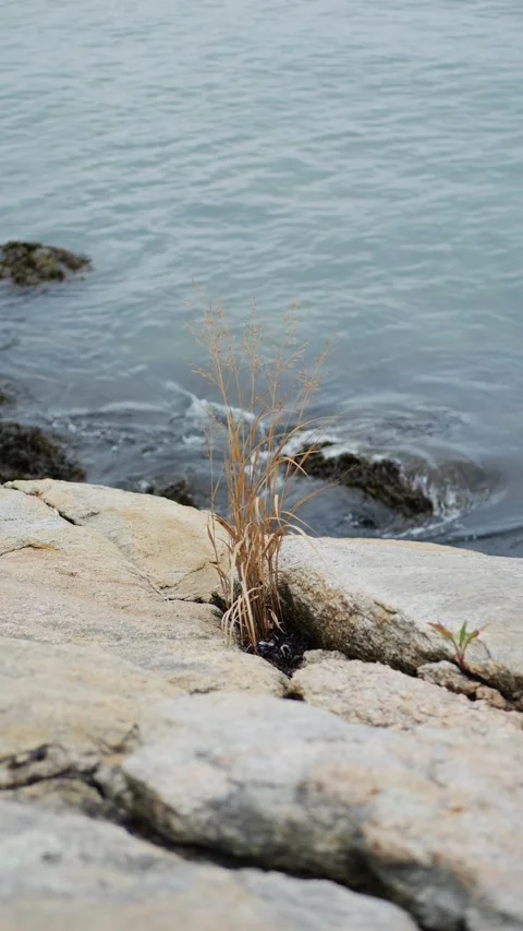 A solitary tuft of grass grows between weathered rocks... Stock Footage 317703022
