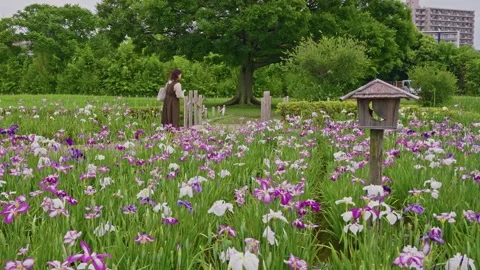 Solitary Walker Beneath Large Tree Amid Blooming Iris Field Stock Footage 342043431