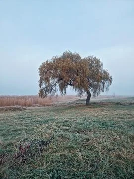 Solitary willow tree with drooping branches in a foggy field. The ground is.. Stock Photos