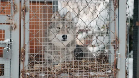 Solitary wolf trapped outdoors. Desolate wolf held within aged enclosure Video stock 338988600
