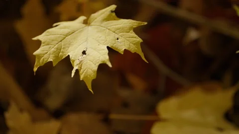 Solitary Yellow Maple Leaf Trembling in Autumn Forest Video stock 346006838