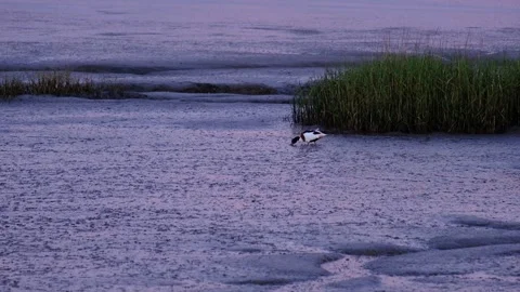 SolitaryShelduckFeeding Stock Footage 296181130