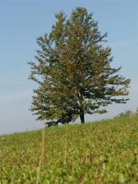 Soliter Stock Photos