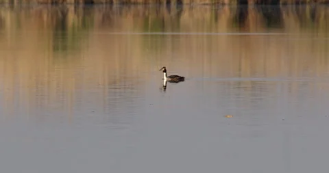 Solitude and Elegance: Great Crested Grebe in a Tranquil Lake Stock Footage 255682555