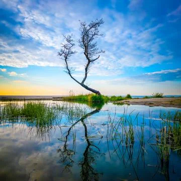 Solitude bare tree on lakeshore Stock Photos