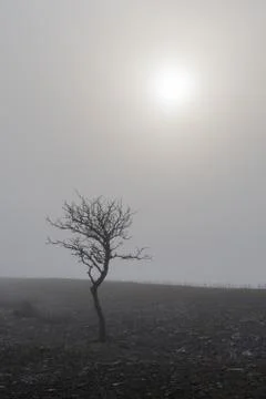 Solitude bare tree in the mist Stock Photos