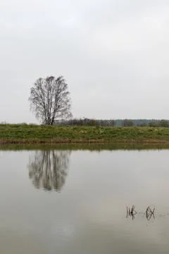 Solitude bare tree reflecting in the water Stock Photos