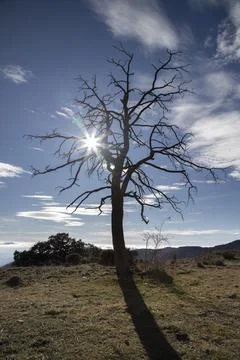 Solitude of bare tree with sunstar and blue sky Stock Photos