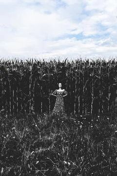 Solitude in Cornfield Stock-Fotos