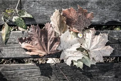 The solitude of a daisy Stock Photos