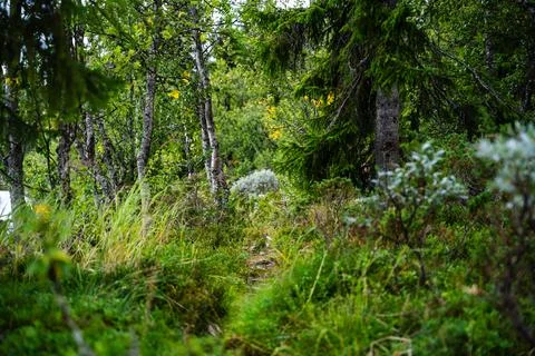 Solitude on a Forest Path: A Quiet Trail into the Woods Stock Photos