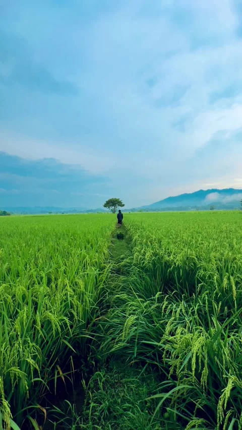 Solitude in the Green Fields Video stock 304576146