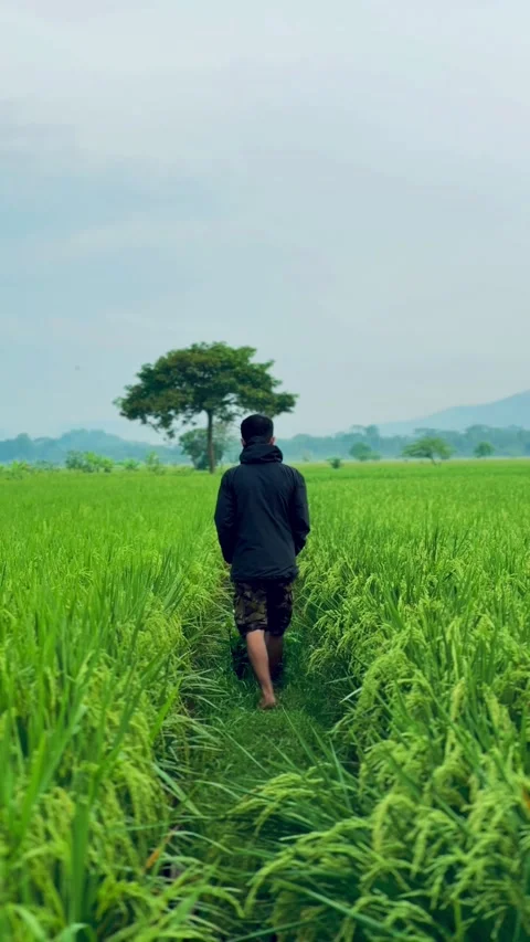Solitude in the Green Fields Stock Footage 304576147