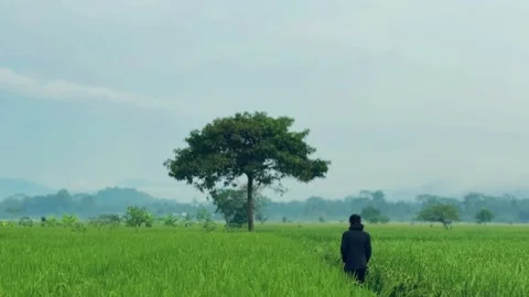 Solitude in the Green Fields Stock Footage 304576156