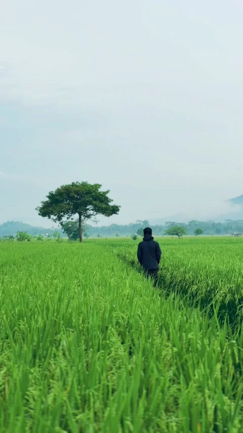 Solitude in the Green Fields Stock Footage 304576157