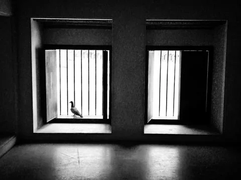 Solitude in Shadows: A Bird at the Window Stock Photos