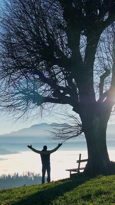 Solitude by the Tree A Serene and Tranquil Landscape that Invites Stock Footage 288311212