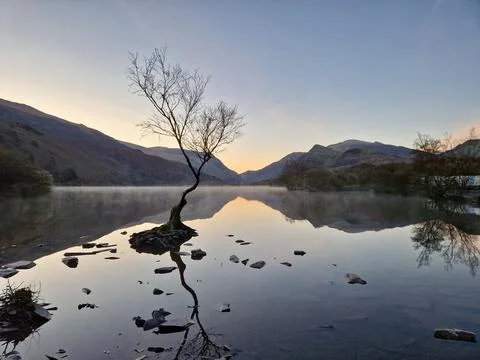 The Solitude of the Welsh Lonely Tree Stock Photos