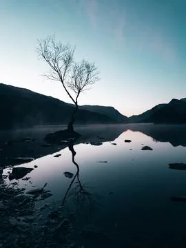 The Solitude of the Welsh Lonely Tree Stock Photos