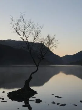 The Solitude of the Welsh Lonely Tree Stock Photos