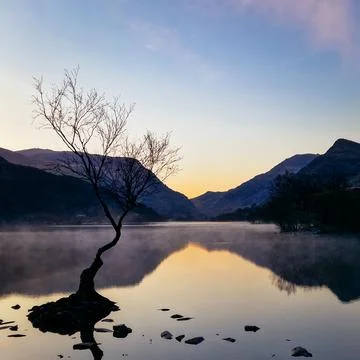The Solitude of the Welsh Lonely Tree Stock Photos