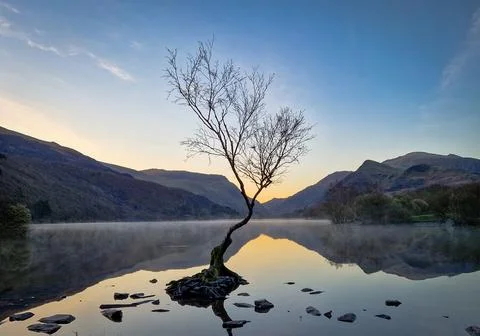 The Solitude of the Welsh Lonely Tree Stock Photos