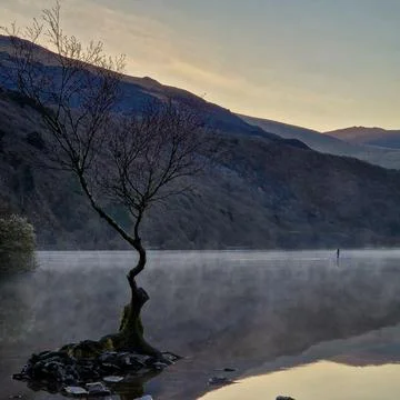 The Solitude of the Welsh Lonely Tree Stock Photos