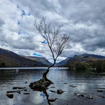 The Solitude of the Welsh Lonely Tree Stock Photos