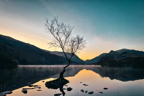 The Solitude of the Welsh Lonely Tree Stock Photos