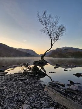 The Solitude of the Welsh Lonely Tree Stock Photos