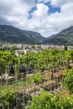 Soller vegetable garden, Soller valley route, Mallorca, Balearic Islands, Spa Stock Photos