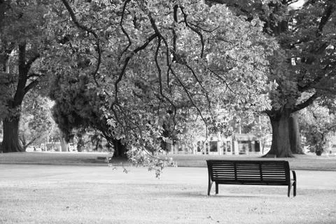 Solo bench under a tree Foto stock